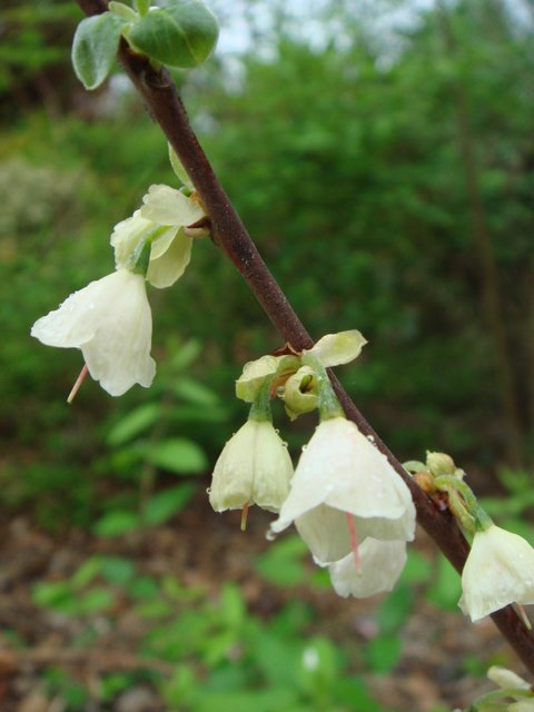 Halesia carolina fleur